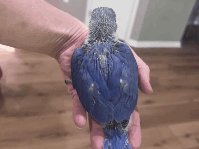 Indian Ringneck Baby – Violet Female